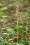 Heart-leaved Pyrola (Bog Wintergreen)