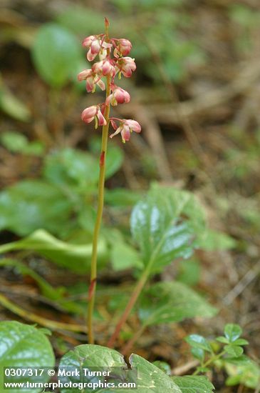 Pyrola asarifolia