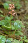 Heart-leaved Pyrola (Bog Wintergreen)