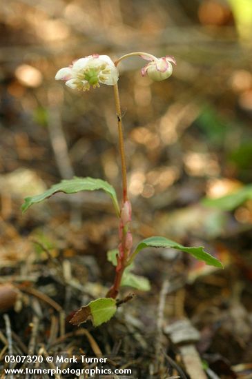 Chimaphila menziesii