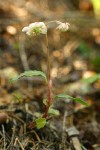 Menzies' Pipsissewa