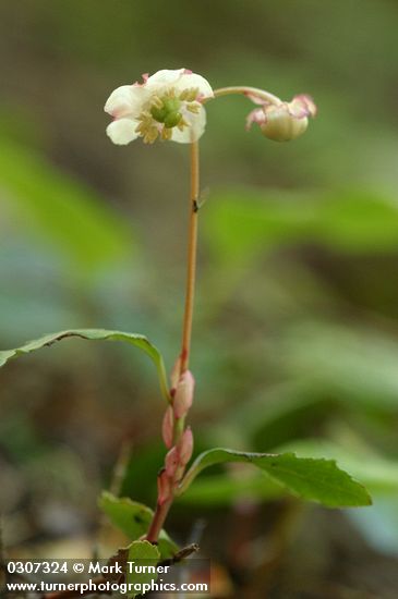 Chimaphila menziesii