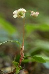 Menzies' Pipsissewa