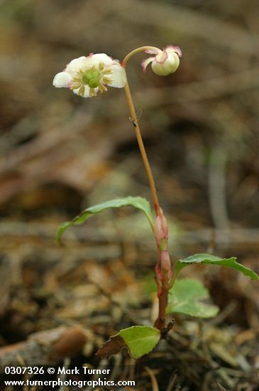 Chimaphila menziesii