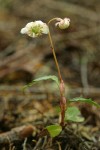 Menzies' Pipsissewa