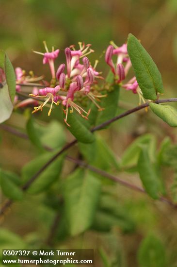 Lonicera hispidula