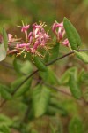 Hairy Honeysuckle