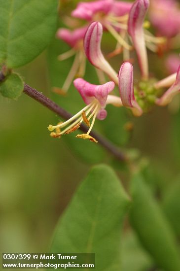 Lonicera hispidula