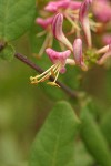 Hairy Honeysuckle blossom detail