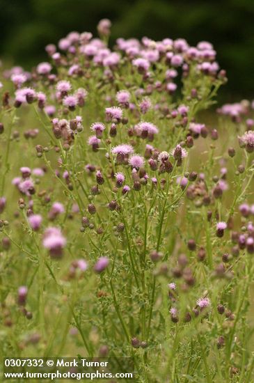 Cirsium arvense