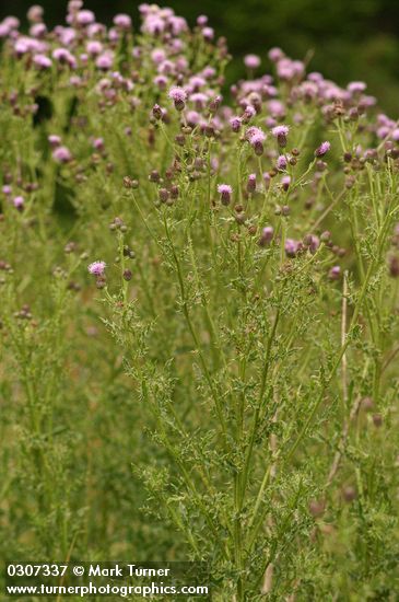 Cirsium arvense