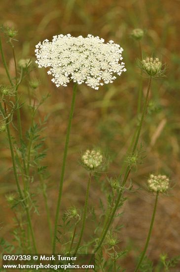 Daucus carota