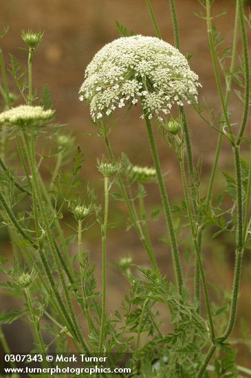 Daucus carota