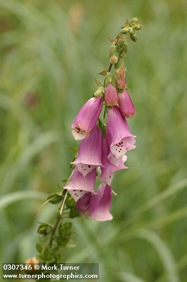 Digitalis purpurea