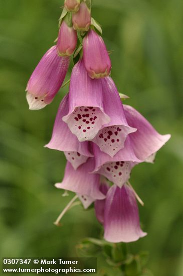 Digitalis purpurea