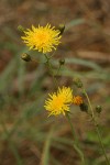 Perennial Sow Thistle blossoms