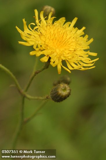 Sonchus arvensis