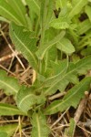 Perennial Sow Thistle foliage detail