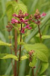 Mexican Hedge Nettle blossoms & foliage