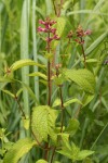 Mexican Hedge Nettle