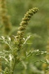 Silver Burweed blossoms & foliage detail