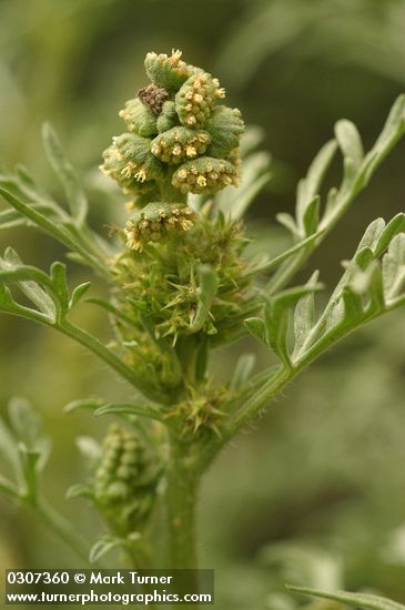 Ambrosia chamissonis