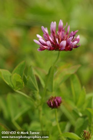 Trifolium wormskioldii