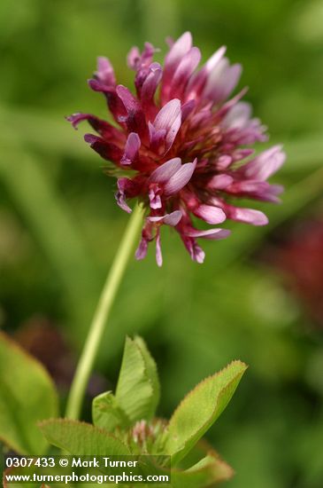 Trifolium wormskioldii