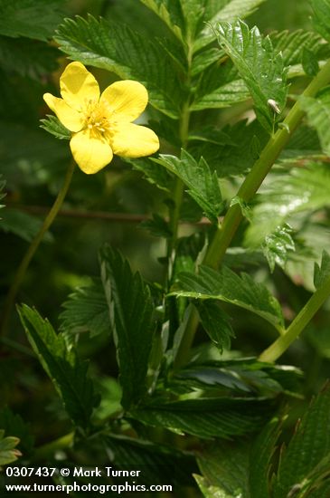 Argentina egedii ssp. egedii (Potentilla anserina ssp. pacifica)