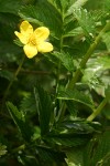 Pacific Silverweed blossom & foliage