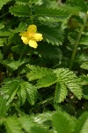 Pacific Silverweed