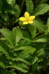 Pacific Silverweed blossom & foliage