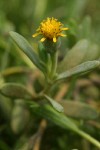 Fleshy Jaumea