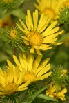 Entire-leaved Gumweed blossoms detail
