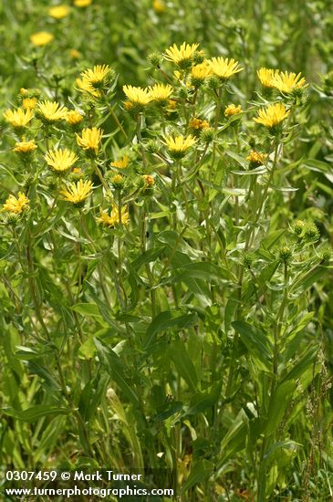 Grindelia integrifolia