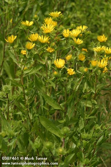 Grindelia integrifolia