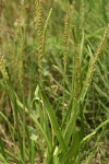 Sea Plantain