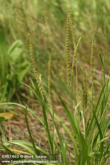 Plantago maritima var. juncoides