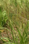 Sea Plantain