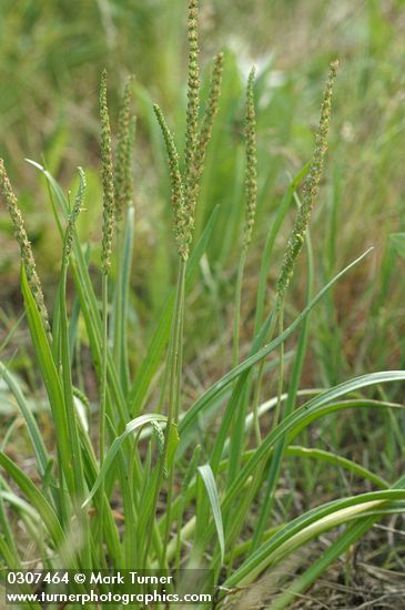 Plantago maritima var. juncoides