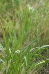 Sea Plantain
