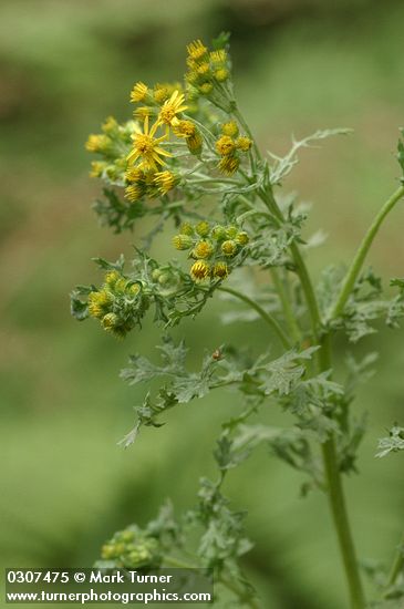 Senecio jacobaea