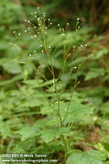 Adenocaulon bicolor