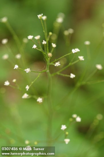 Adenocaulon bicolor