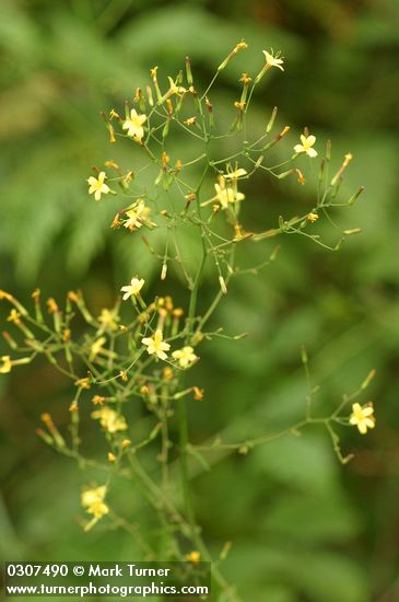 Mycelis muralis (Lactuca muralis)