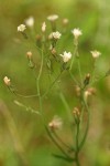 White Hawkweed blossoms detail