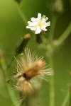 White Hawkweed blossom & fruit detail