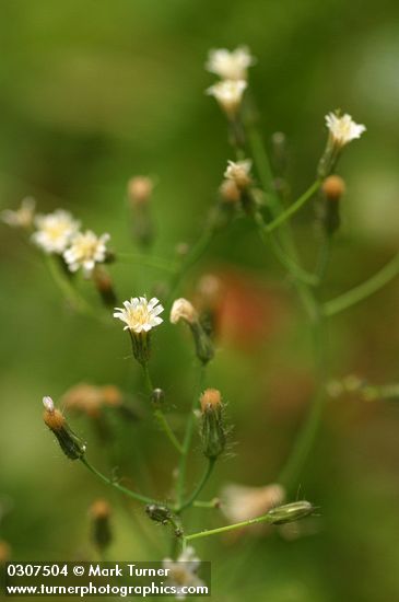 Hieracium albiflorum