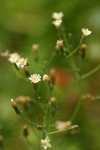 White Hawkweed blossoms detail