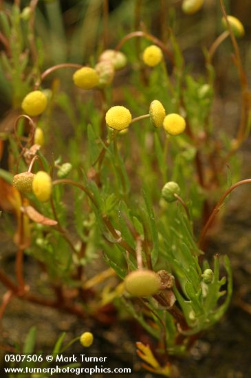 Cotula coronopifolia